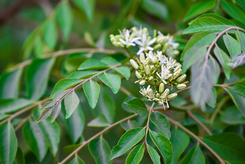 Fresh organic curry leaves ( Murraya koenigii ) in garden background, Fresh green curry leaves
