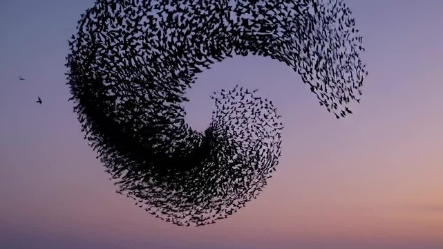 Starling murmuration swirling across vibrant sunset sky, creating hypnotic aerial dance with dramatic gradient colors and synchronized bird movement