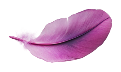 Vibrant purple feather showcasing intricate textures and delicate lines for creative design purposes, cut out