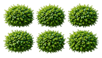 lush garden bushes isolated on png