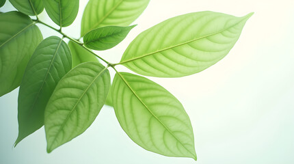 Fototapeta premium Bright Green Leaves Close-Up with Detailed Veins on Branch - Natural Plant Foliage in Sunlight - Fresh Botanical Image of Nature Spring Summer Light Airy