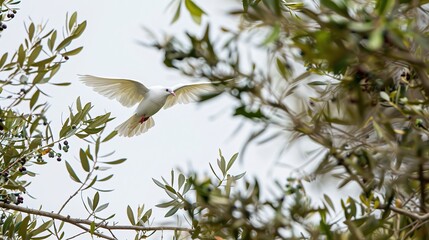 White dove flying over a tranquil battlefield with scattered olive branches, symbolizing peace and the resolution of conflict, representing harmony and hope after war.