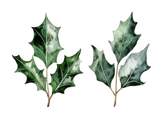 Fototapeta premium Holly leaves design for festive decoration and seasonal celebration during winter holidays, cut out