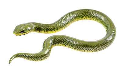 Fototapeta premium Green snake gracefully coiled in a natural habitat showcasing its vibrant scales and elegant form during daylight, cut out