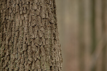 Tree trunks emerge from the forest floor, their bases wrapped in green moss. Brown fallen leaves scatter around the roots, creating contrast between weathered bark and forest litter.