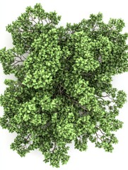 Fototapeta premium Lush green tree top view