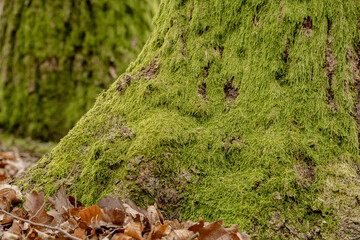 Tree trunks emerge from the forest floor, their bases wrapped in green moss. Brown fallen leaves scatter around the roots, creating contrast between weathered bark and forest litter.
