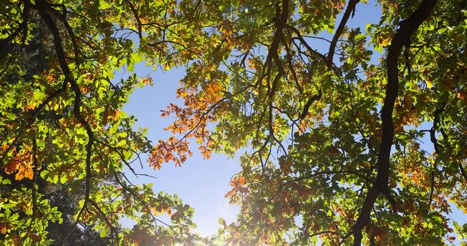 an old oak tree growing next to the forest during the foliage color change in the autumn season, a beautiful oak with orange-green foliage during the autumn leaf fall in sunny weather
