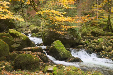 Mossy stones and river in dark forest