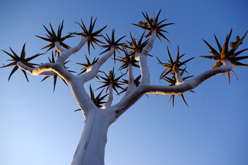 Aloidendron dichotomum en Namibie