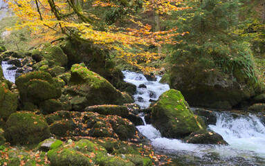 Mossy stones and river in dark forest