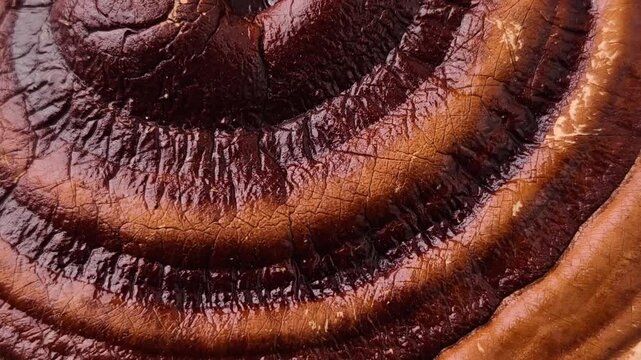 Close-up of dried lingzhi mushrooms