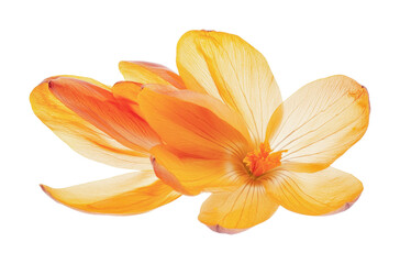 Obraz premium Beautiful orange crocus flowers in full bloom with delicate petals and vibrant color suitable for spring designs and decorations, cut out