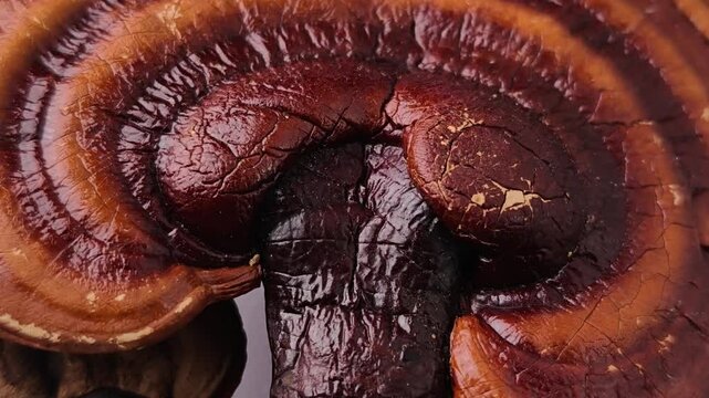 Close-up of dried lingzhi mushrooms