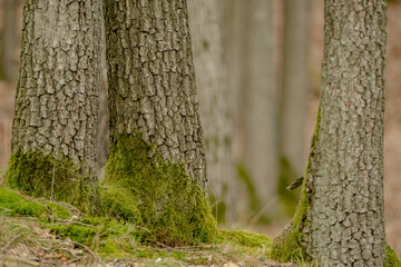 Tree trunks emerge from the forest floor, their bases wrapped in green moss. Brown fallen leaves...