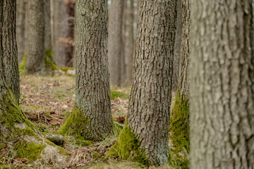 Fototapeta premium Tree trunks emerge from the forest floor, their bases wrapped in green moss. Brown fallen leaves scatter around the roots, creating contrast between weathered bark and forest litter.