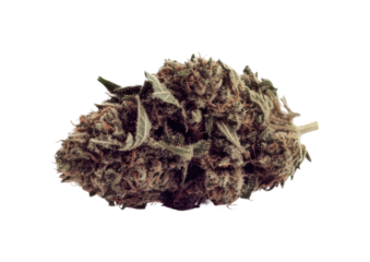 High quality cannabis bud showcasing unique texture and color variations for educational and informative purposes, cut out