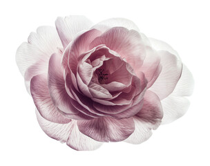 Beautiful flower with soft pink and white petals for decorative designs and artistic projects, cut out
