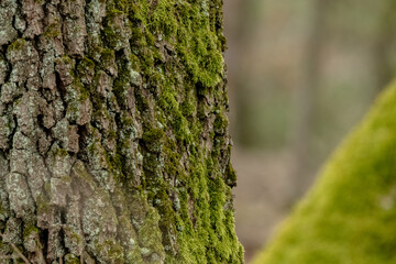 Tree trunks emerge from the forest floor, their bases wrapped in green moss. Brown fallen leaves...