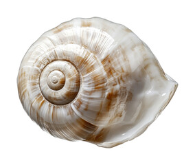 Spiral shell resting on a smooth surface showcasing intricate patterns and natural texture, cut out