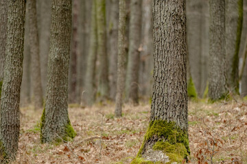 Moss-covered beech trunks stand tall in the tranquil forest. Brown autumn leaves carpet the...