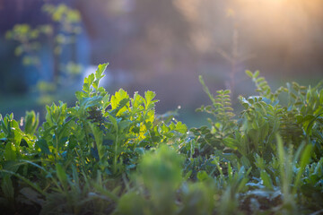 A spring morning in the herb meadow with morning dew on the fresh green leaves of the herbs