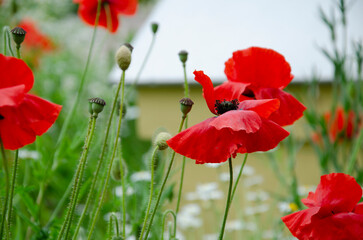 Close up of a beautiful red poppy in a meadow