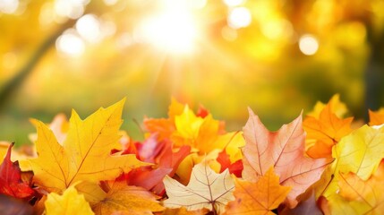 Fototapeta premium Glowing Autumn Leaves in Soft Evening Light