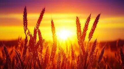 Fototapeta premium Glowing Sunset Over Wheat Fields in Warm Evening Light