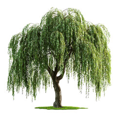 Weeping Willow isolated on Cutout background.PNG