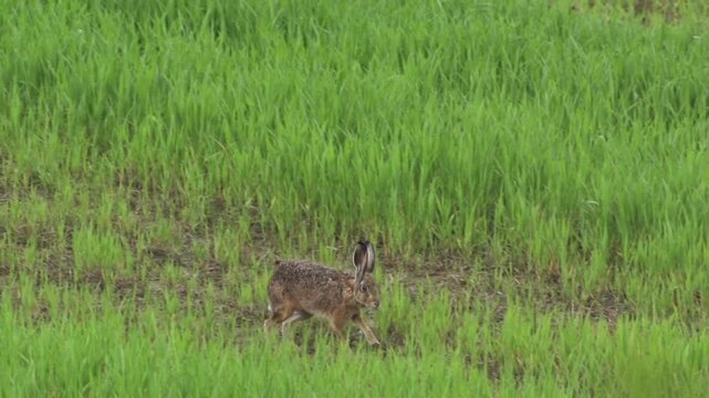 hare running across a field (slow-motion)