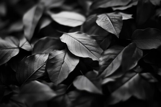 A close-up shot of a pile of dried leaves in monochrome tones