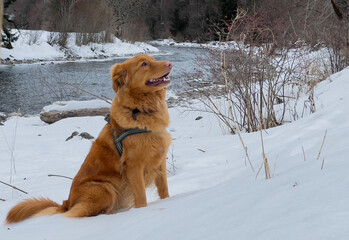 Female Nova Scotia Duck Tolling Retriever (Toller) posing  in the fresh snow of the Austrian mountains during winter. On holiday with a dog.