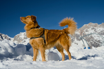 Female Nova Scotia Duck Tolling Retriever (Toller) posing  in the fresh snow of the Austrian mountains during winter. On holiday with a dog.