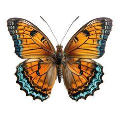 Fototapeta premium Butterfly isolated on Cutout background.PNG