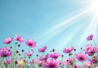 Pink cosmos flowers in a field under a blue sky with sun rays. Nature background