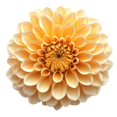 Chrysanthemum isolated on Cutout background.PNG