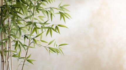 Bamboo plant against beige wall, peaceful scene