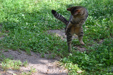 Cat jumping and playing on grass meadow