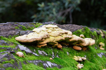 Laetiporus Sulphureus Bracket Fungus growing on a tree in springtime