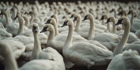 Obraz premium A group of white swans stand together in a lush green field, a serene and peaceful scene