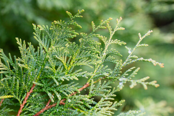 Thuja occidentalis close-up. Green thuja tree branches, background.