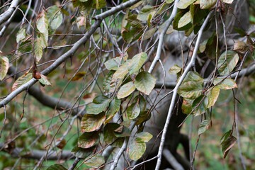 autumn leaves of Fagus sylvatica Pendula close-up. Beech forest, form purple drooping, branches with leaves