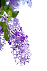 Obraz premium Purple wreath/ Queen wreath/ Sandpaper vine blossom on white isolated background 