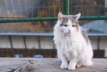 Beautiful longhaired cat with yellow eyes outdoors. Copy space for text.