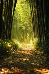 Fototapeta premium Sunlight Path Bamboo Forest