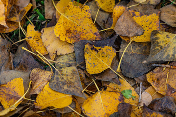 Colourful leaves on the ground
