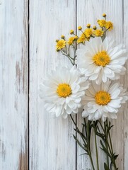 Obraz premium white chrysanthemum and yellow coltsfoot on white wooden background