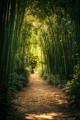 Fototapeta premium Bamboo Forest Pathway Sunlight