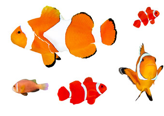 Clownfish Collection – Isolated PNG on Transparent Background